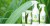 kala-chanti-olejek-trawa-cytrynowa.jpg